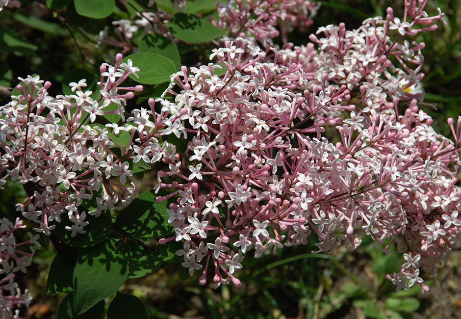 "Superba" Syringa microphylla